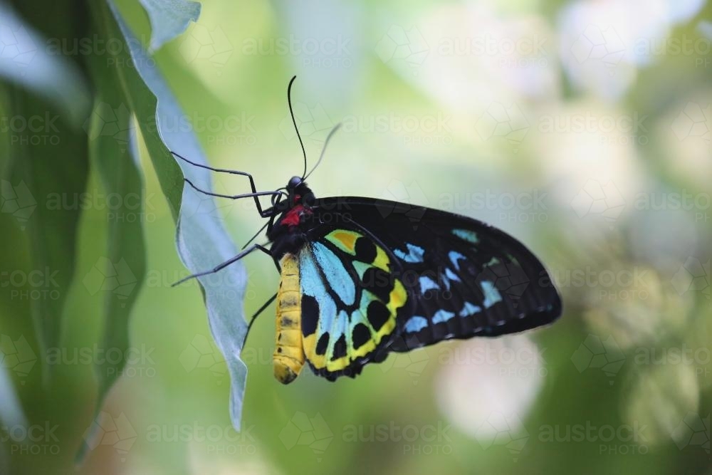Close up of a yellow, blue, red and black butterfly against green - Australian Stock Image