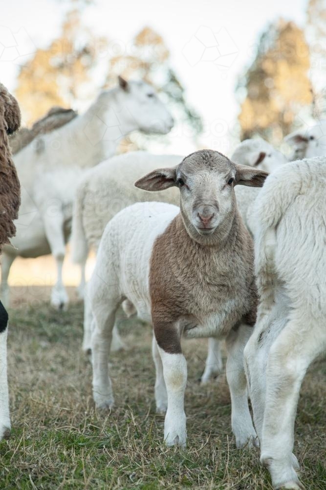Close up of a young dorper lamb looking at camera - Australian Stock Image