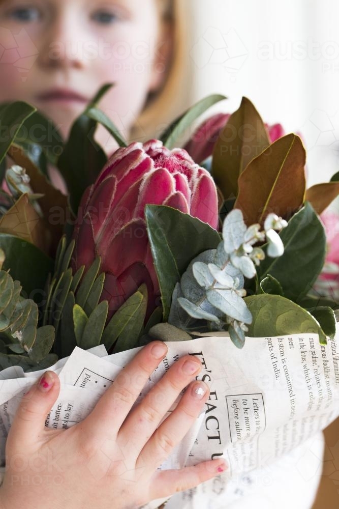 Close up of a young girl holding a bunch of pink proteas and native gum leaves - Australian Stock Image
