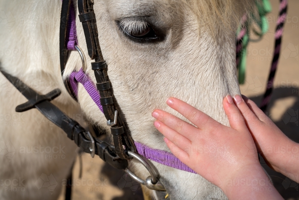 Close up of a young girls hands on a grey pony wearing a purple halter and bridle - Australian Stock Image