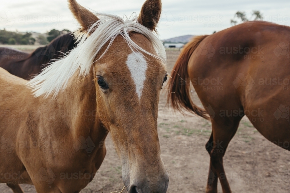 Close up of a young palomino horse with a white mane - Australian Stock Image
