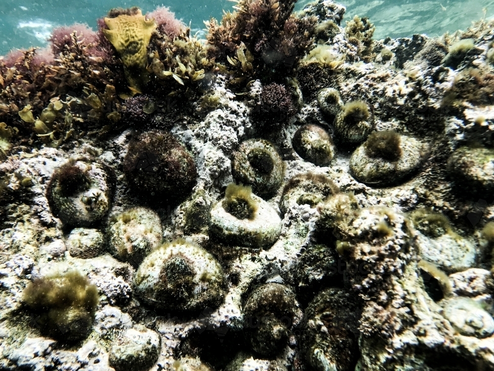 Image of close up of abalone underwater in natural state Austockphoto