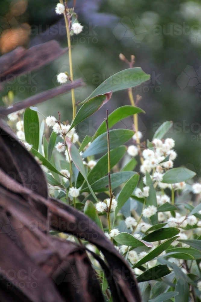 Close up of acacia plant - Australian Stock Image