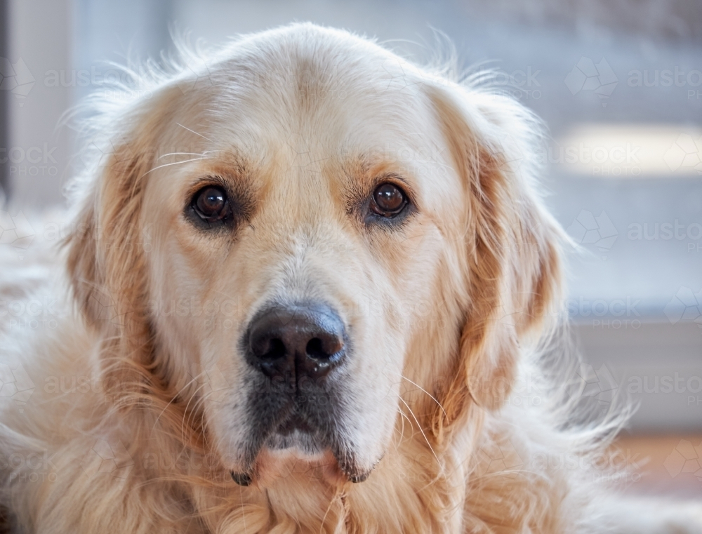 Close-up of Adult Golden Retriever with light-coloured fluffy fur - Australian Stock Image