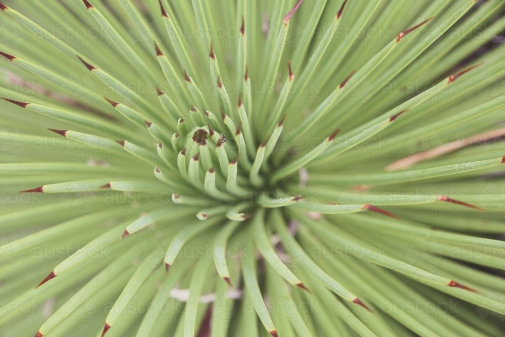 Close up of agave succulent plant - Australian Stock Image