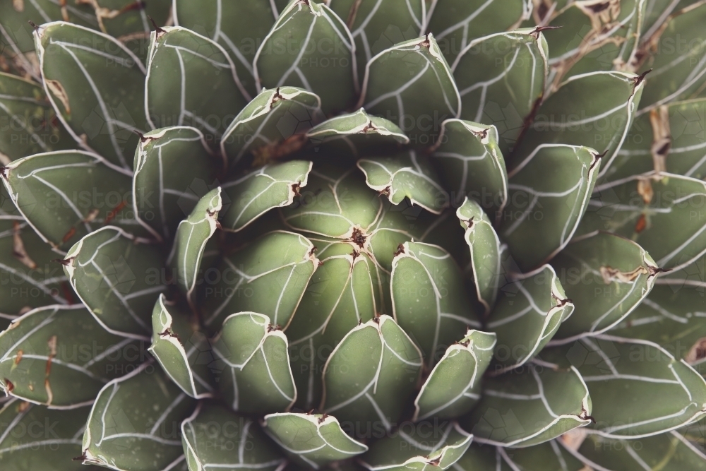 Close up of agave succulent plant - Australian Stock Image