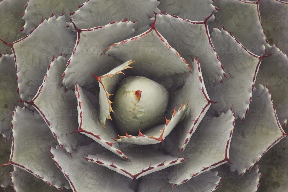 Close up of agave succulent plant - Australian Stock Image