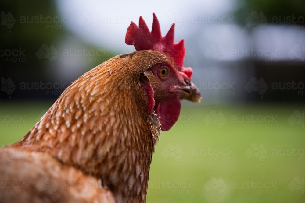 Close up of alert brown chicken in green farm field - Australian Stock Image