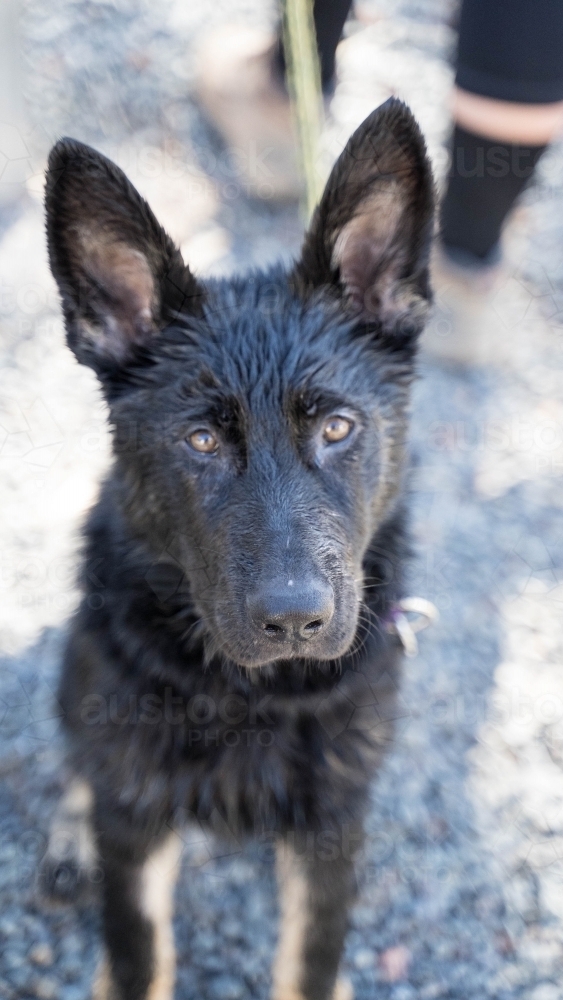 Close up of Alsatian puppy - Australian Stock Image