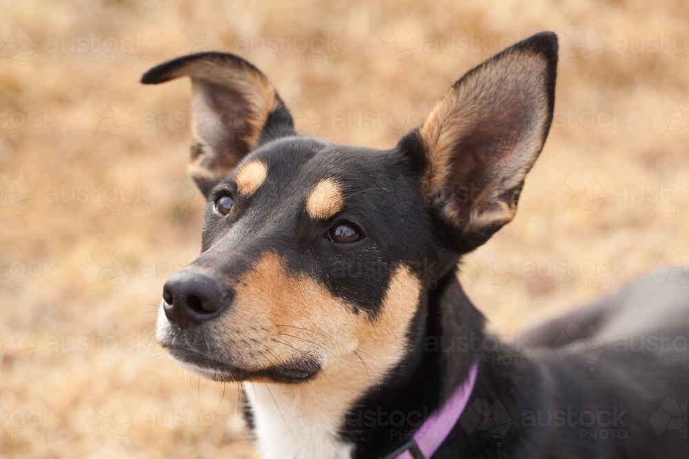 Image of Close up of an Australian Kelpie Austockphoto