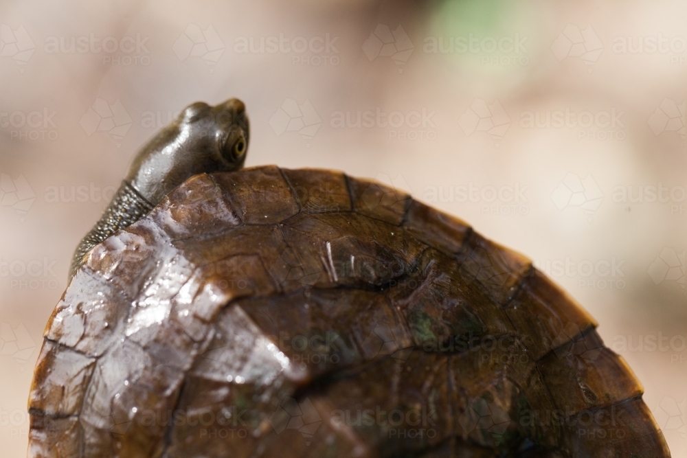 Close up of an Eastern Long Neck Turtle - Australian Stock Image
