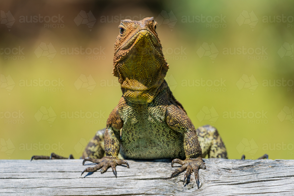 Close up of an Eastern water dragon sitting on a log - Australian Stock Image