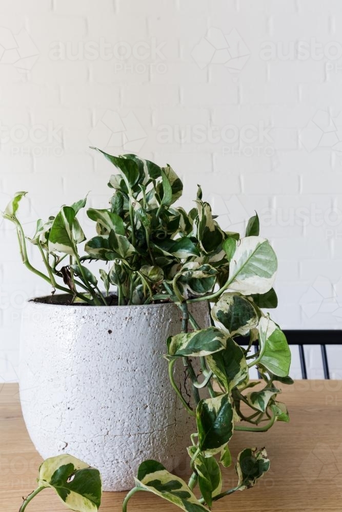 Close up of an indoor pot plant of devil's ivy with space for text - Australian Stock Image