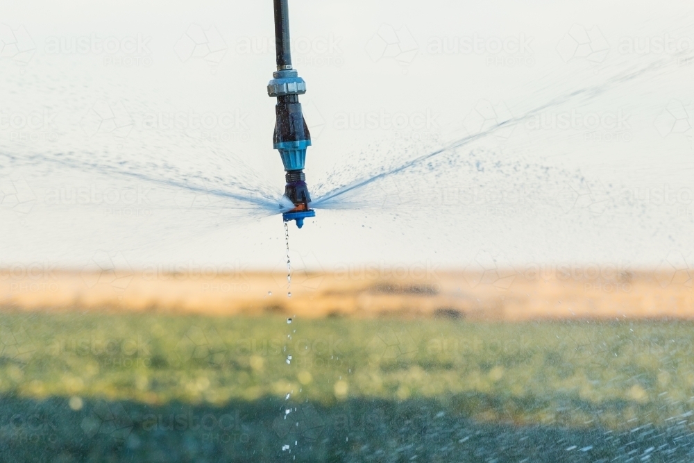Close up of an irrigation sprinkler squirting water - Australian Stock Image