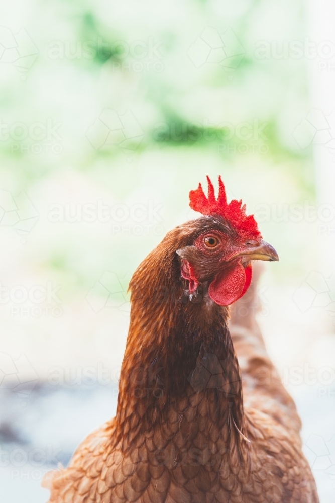 Close up of an isa brown chicken's head - Australian Stock Image
