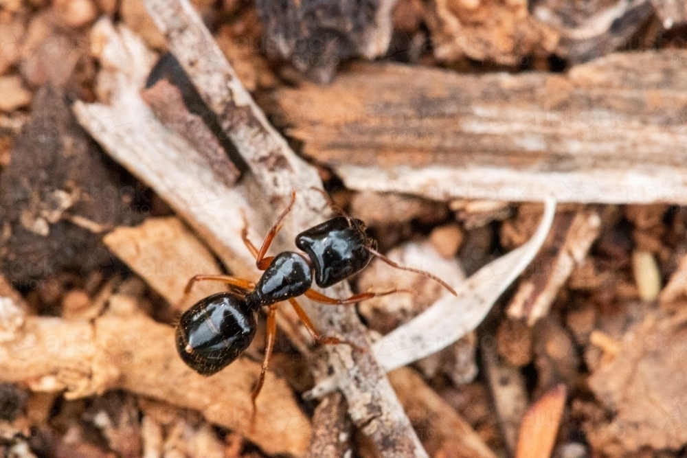 Aboveanf Insect Image of close up of ant from above - Austockphoto