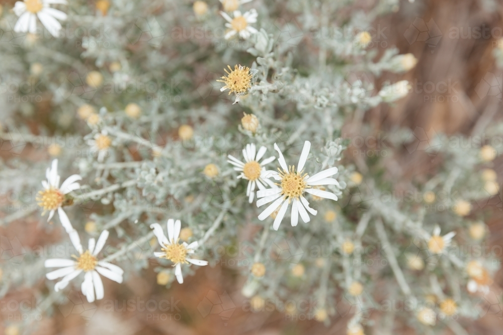 Close-up of aster flowers - Australian Stock Image