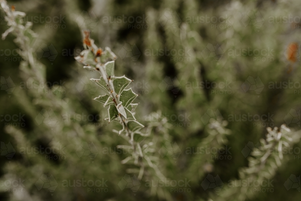 Close up of Australian flora leaf - Australian Stock Image