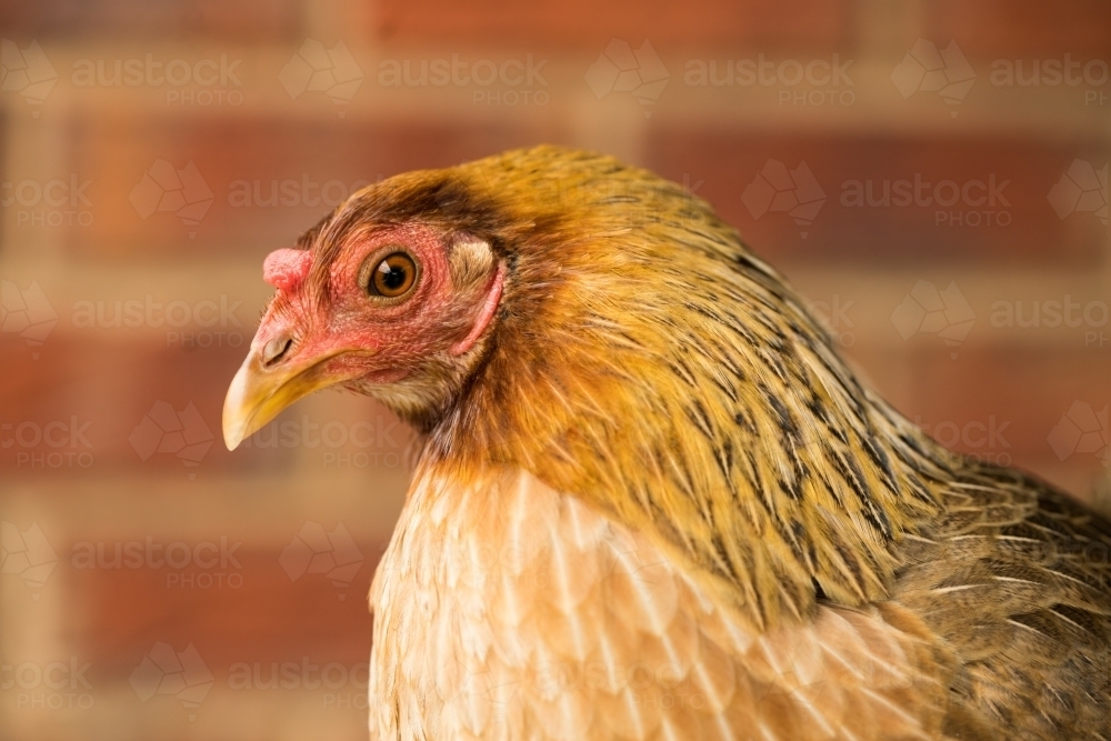 Close up of Australian Game brown chicken - Australian Stock Image