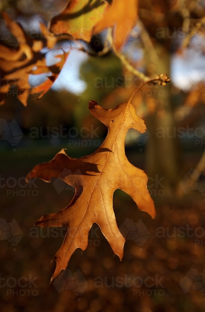 Close up of Autumn Leaf - Australian Stock Image