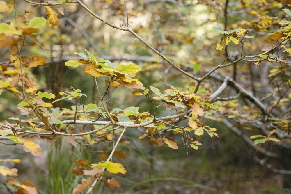 Close up of autumn leaves on a tree in Hollybank Forest - Australian Stock Image