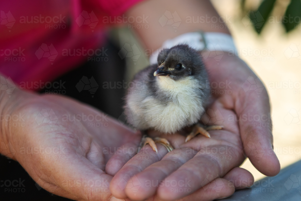 Close up of baby chick be held in hands - Australian Stock Image