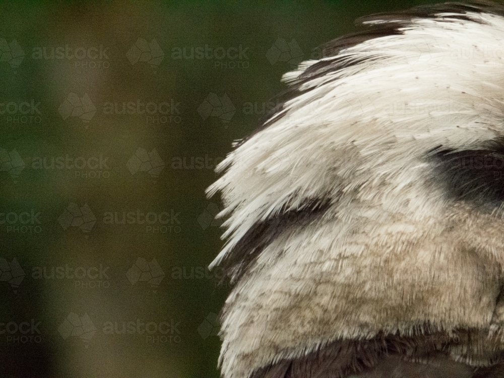 Close-up of back of kookaburra head with crest feathers - Australian Stock Image
