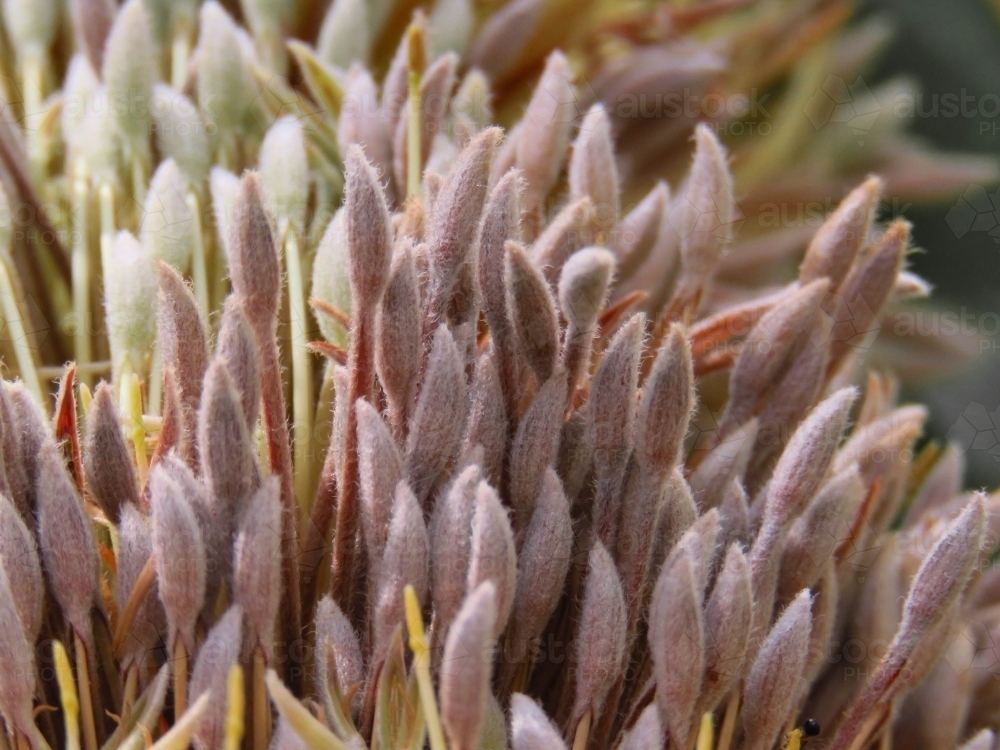 Close up of Banksia serrata flower - Australian Stock Image