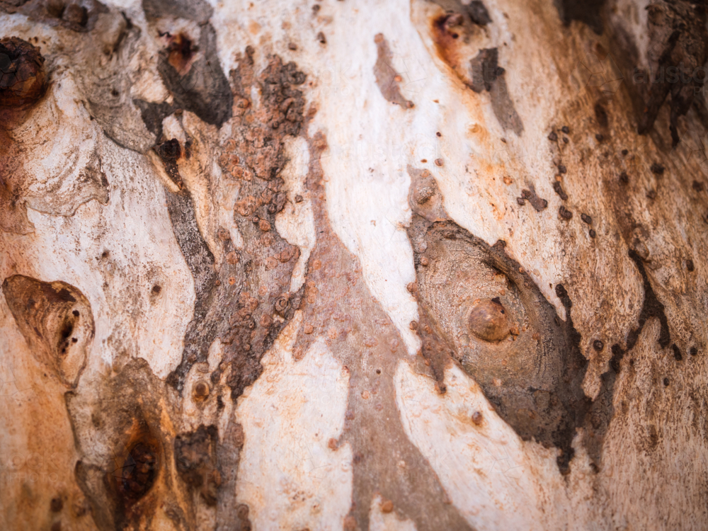 Close-up of bark on the trunk of a river red gum (Eucalyptus camaldulensis) - Australian Stock Image