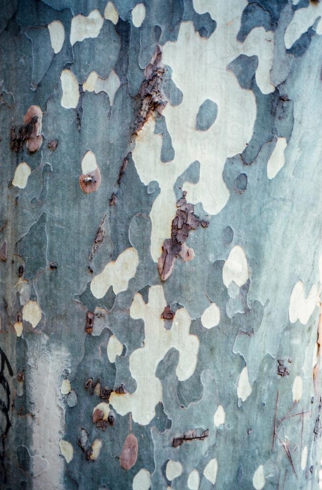 Close up of Bark on Tree - Australian Stock Image