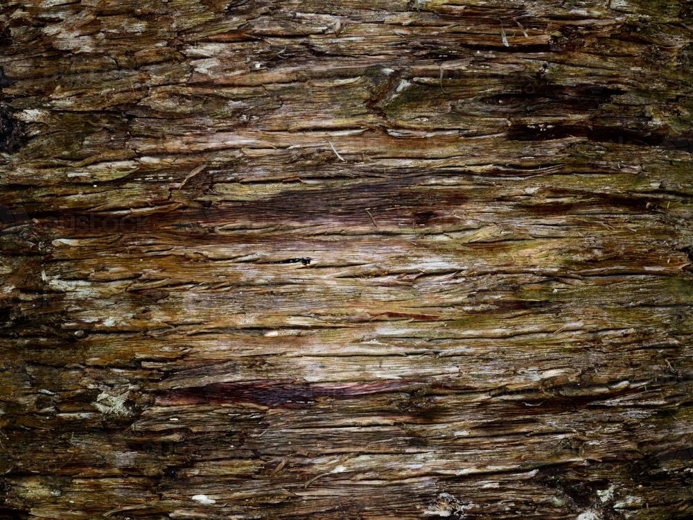 Close up of bark with shades of brown horizontal striation - Australian Stock Image