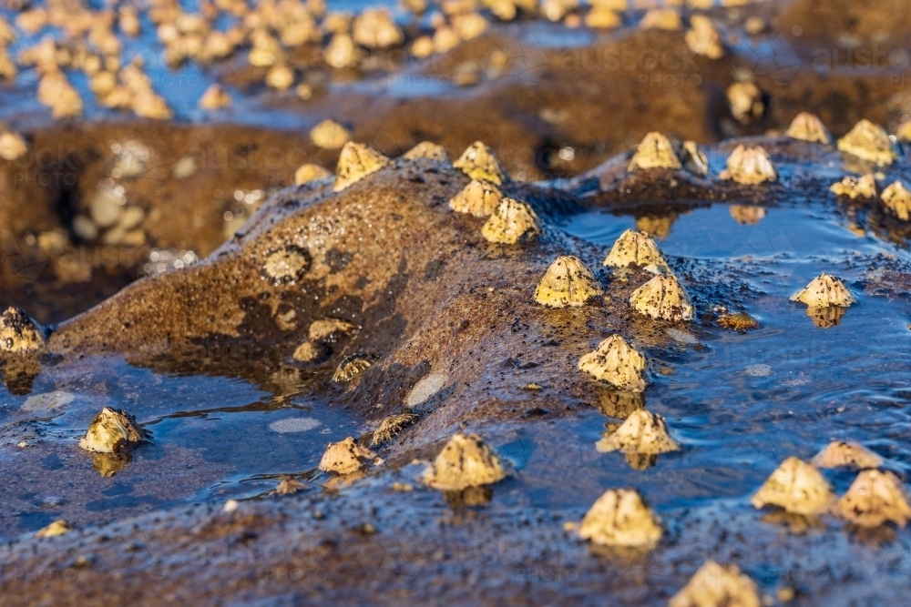 Close up of barnacles cling to rocks on the waters edge - Australian Stock Image