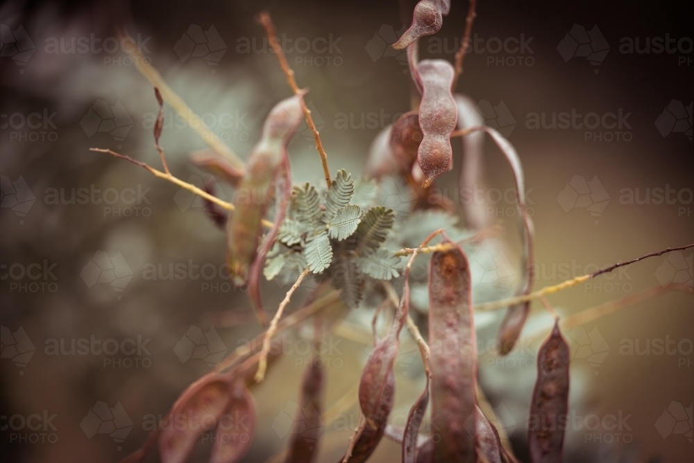 Close-up of bean pods on plant - Australian Stock Image