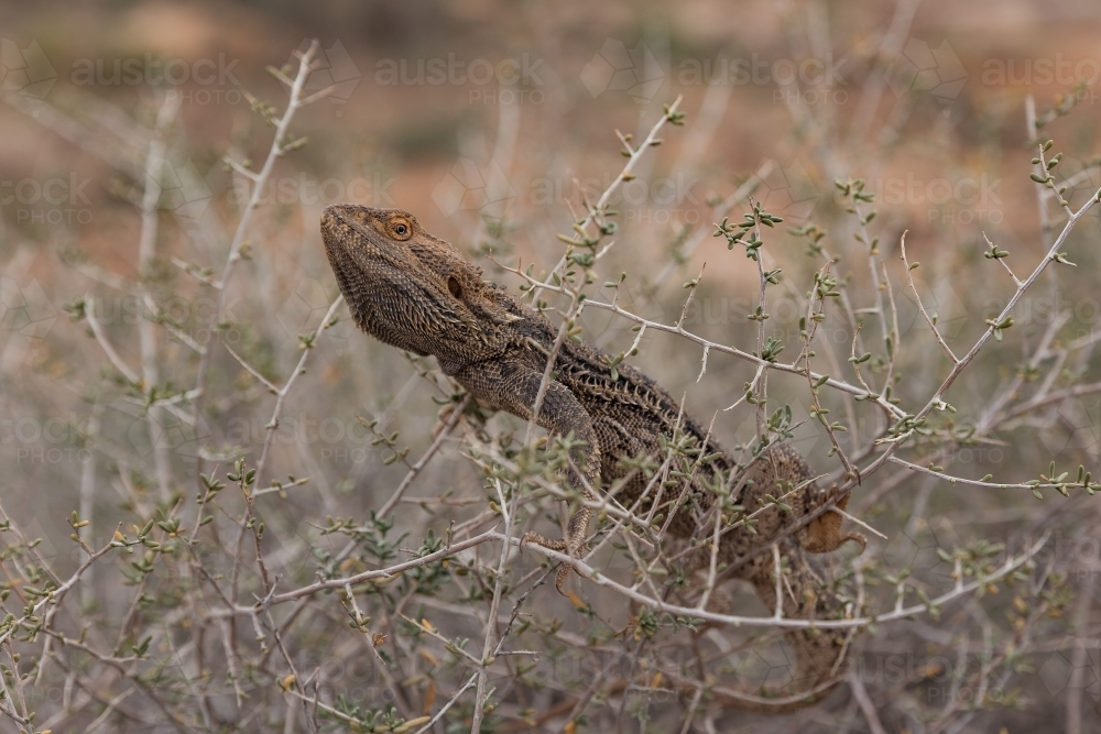 Close-up of bearded dragon lizard perched on thin branches of a shrub - Australian Stock Image
