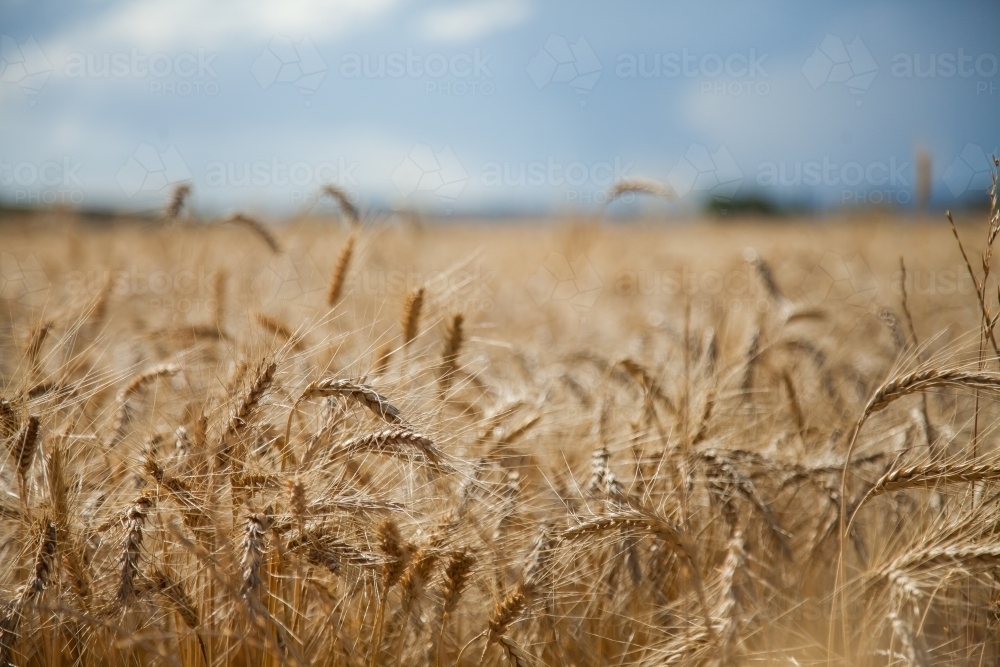 Close up of bearded wheat seed heads in a farm paddock - Australian Stock Image