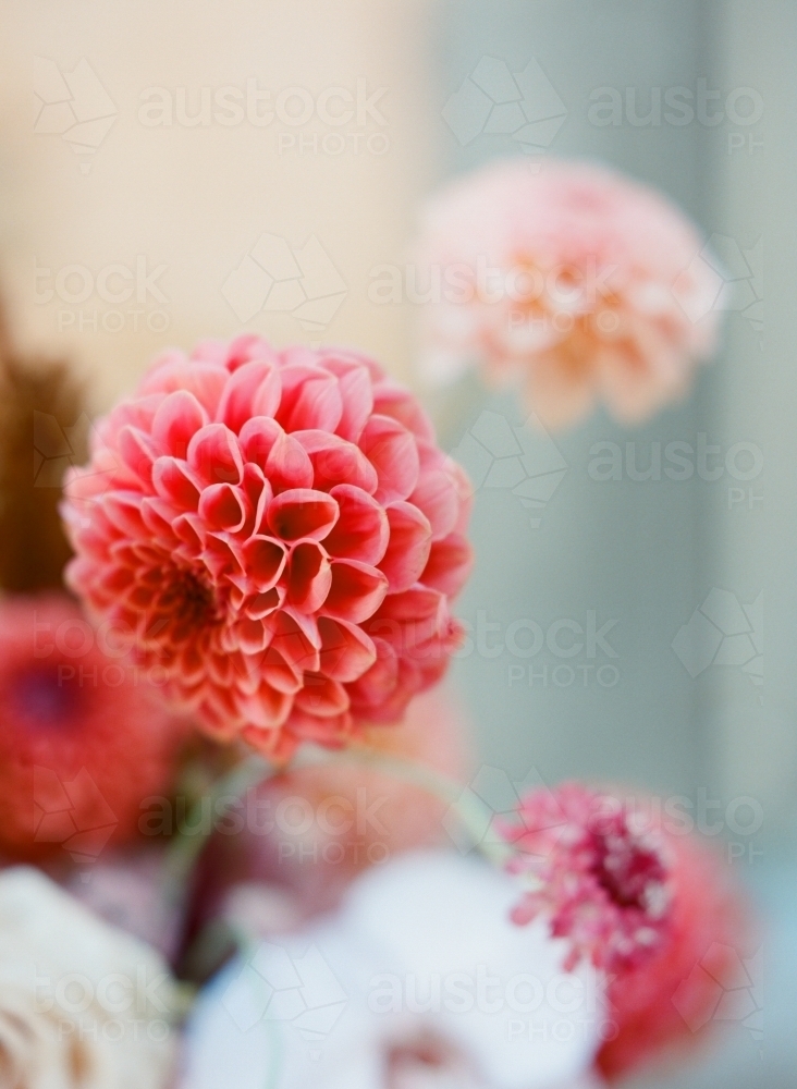 Close up of beautiful coral dahlia flower - Australian Stock Image