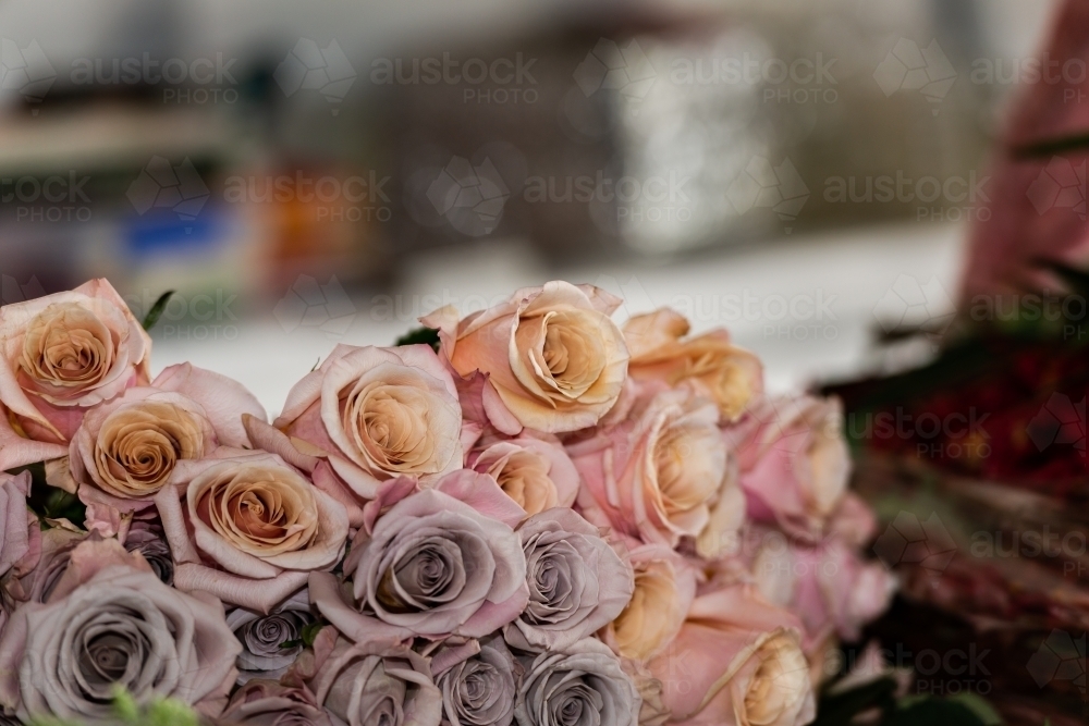 Close up of beautiful pink and mauve roses with blurred background - Australian Stock Image