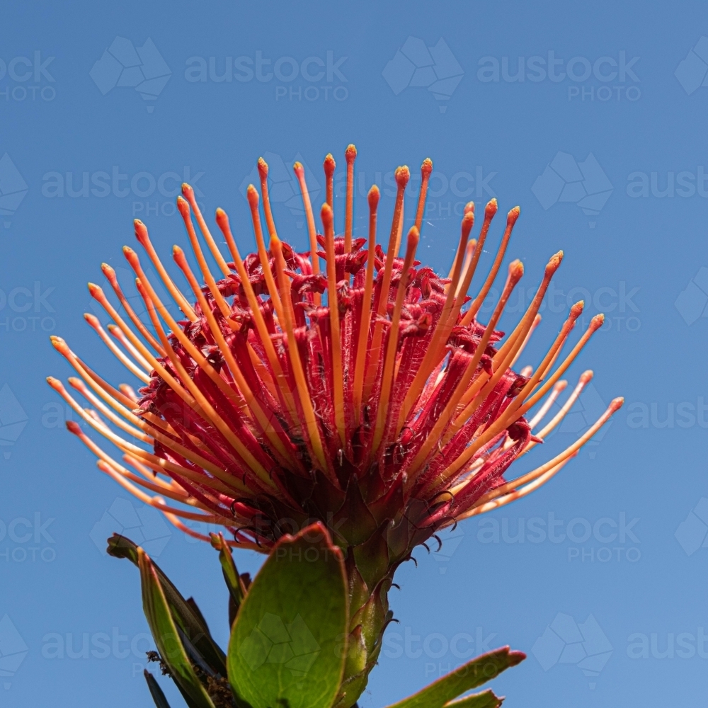 close up of beautiful red native flower, proteaceae - Australian Stock Image