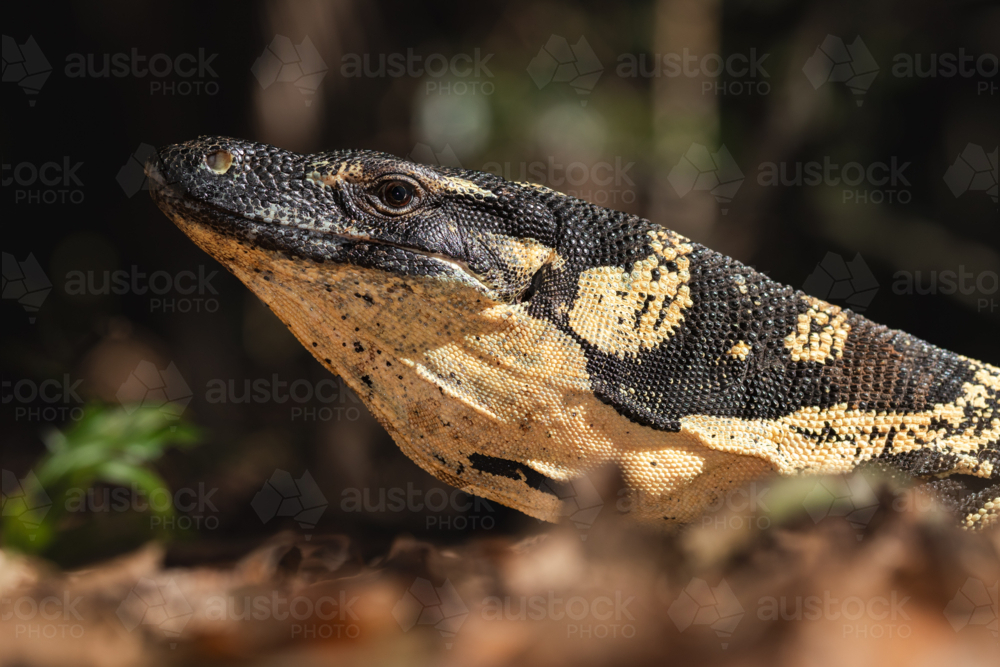 Close-up of Bell's Monitor Lizard in Australian Rainforest - Australian Stock Image