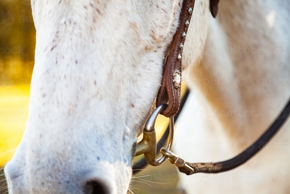 Close up of bit and bridle worn by a horse - Australian Stock Image