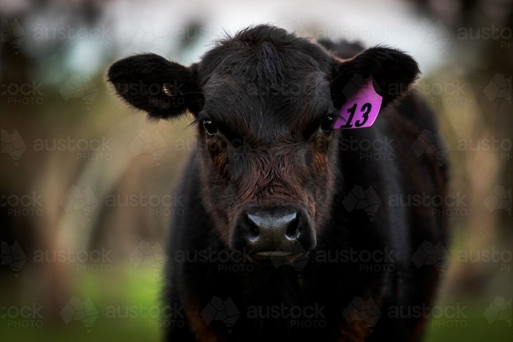 Close up of Black Angus calf - Australian Stock Image