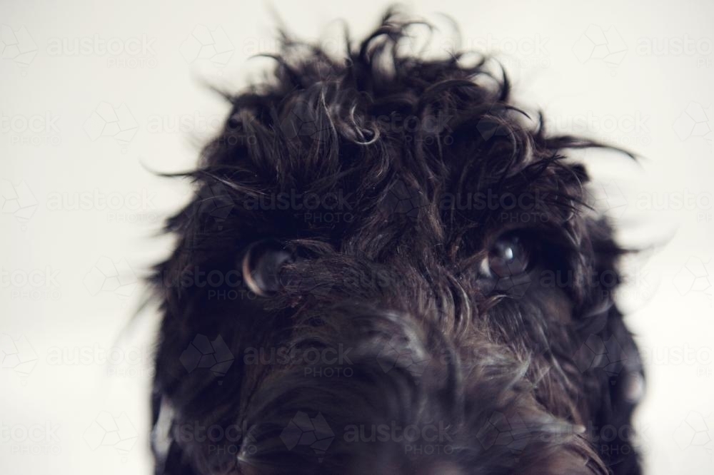 Close up of black dogs eyes - Australian Stock Image
