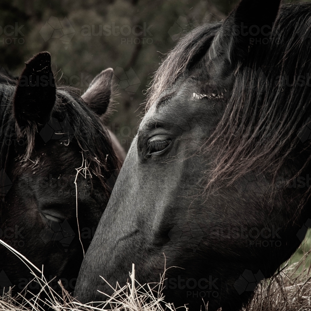 close up of black friesian horse heads eating hay - Australian Stock Image