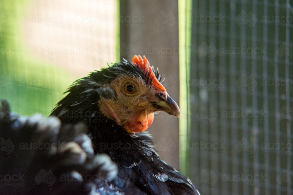 Close up of black hen - Australian Stock Image