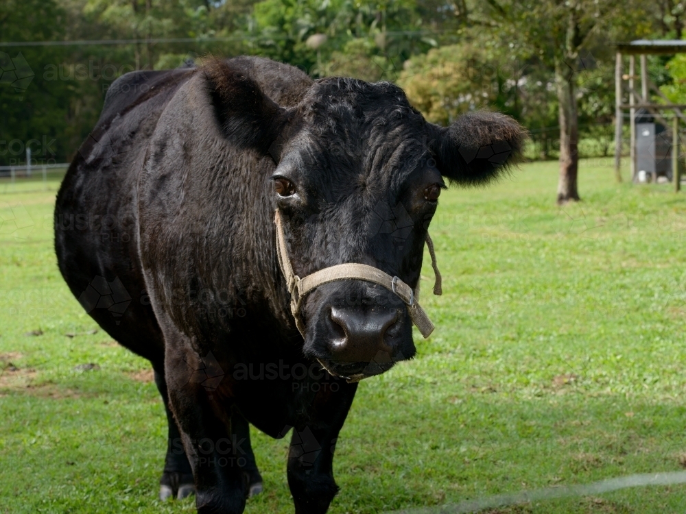 Close up of black miniature bull. A Dexter breed - Australian Stock Image