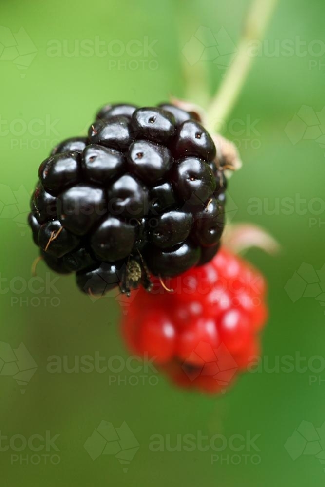 Close up of Blackberry fruit - Australian Stock Image