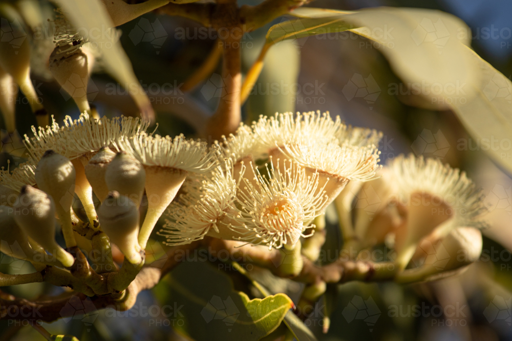 Close-up of bloodwood flower blossoms bathing in sunlight - Australian Stock Image