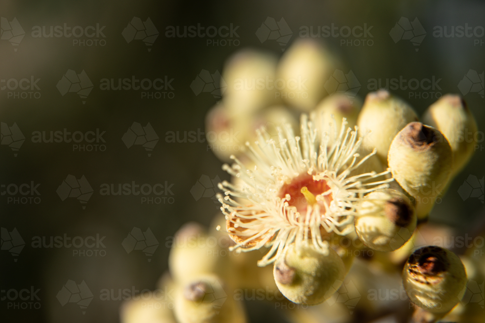 Close-up of bloodwood flower blossoms bathing in sunlight - Australian Stock Image