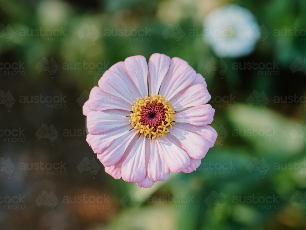 Close-up of blooming pink zinnia in the garden - Australian Stock Image