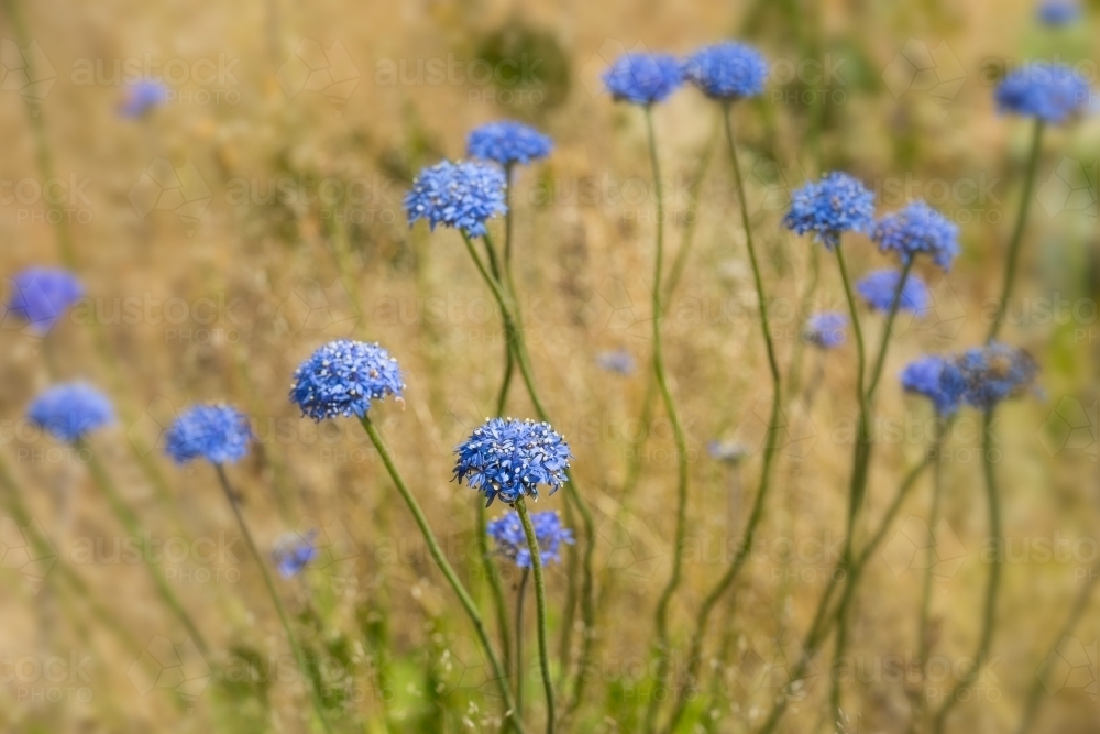 Close up of blue pincushion wildflowers - Australian Stock Image